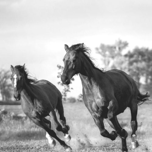 La pasión por los caballos: El ADN de Vielong